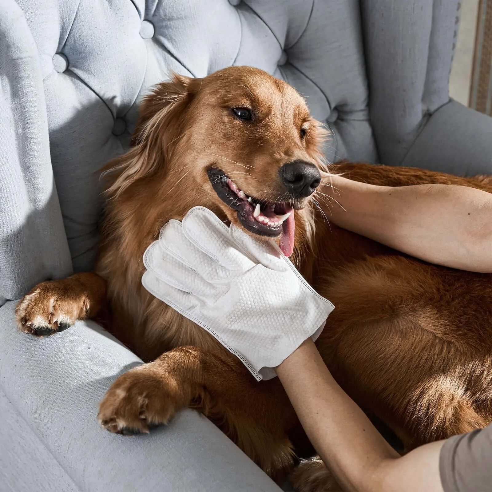 🔥Best-selling in 2025🔥sale-50% off 👉Deodorizing Pet Glove Wipes For Dogs (6 Pcs / 1 Pack)