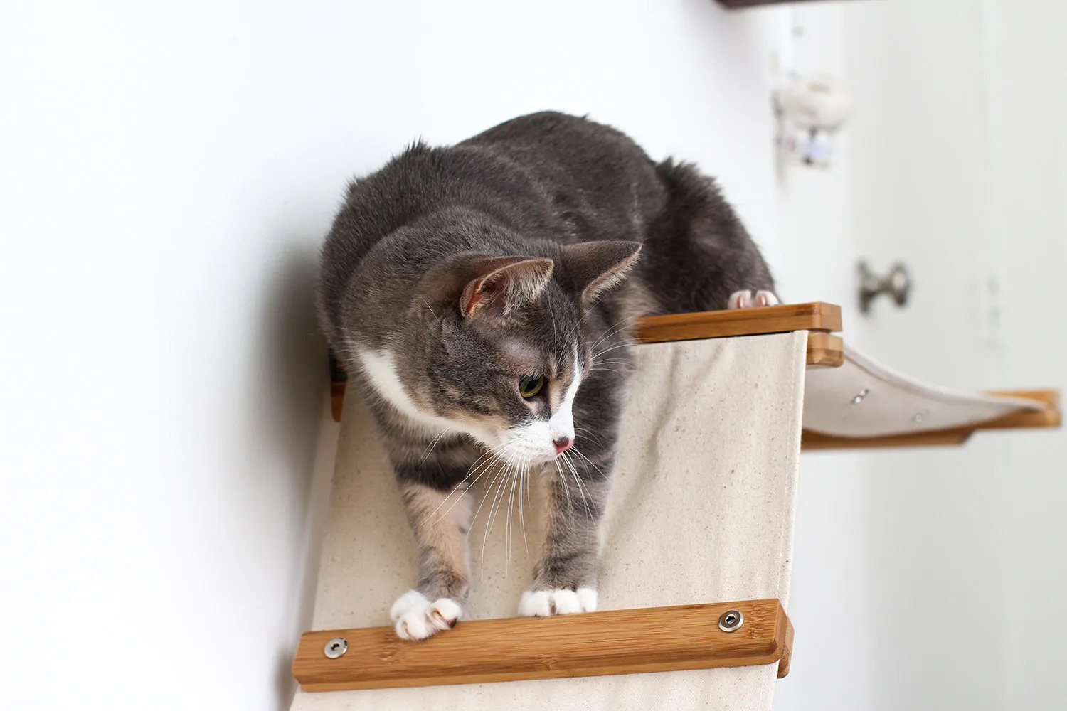 Raceway Hammock - Cat Wall Ramp