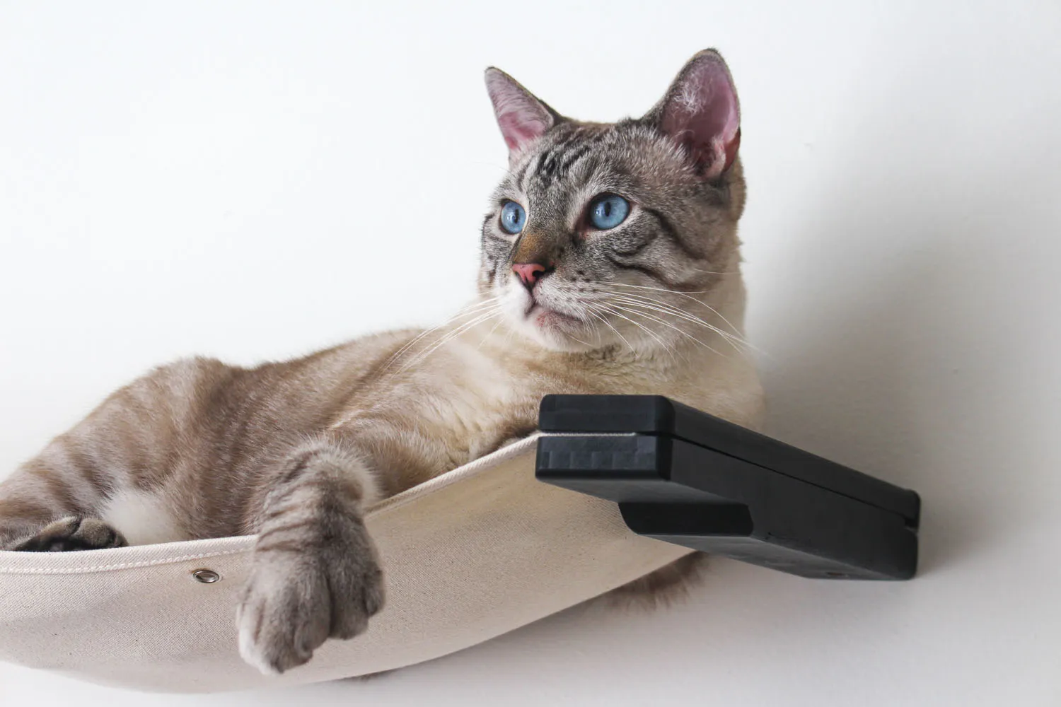 Raceway Hammock - Cat Wall Ramp